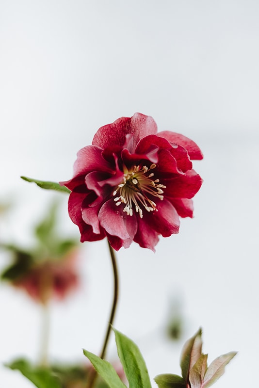 Christmas Rose Flower